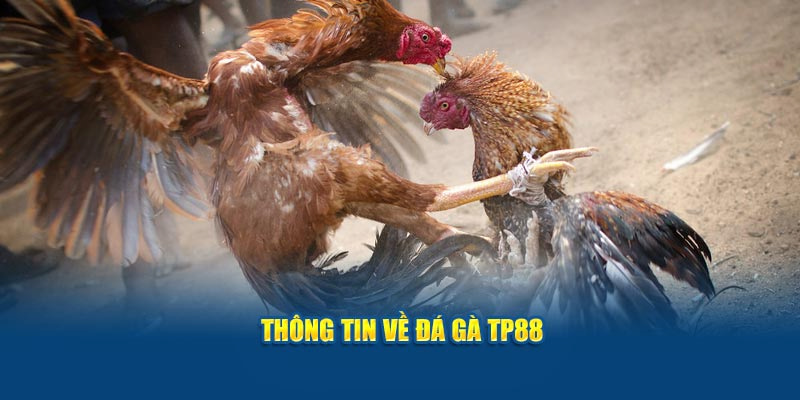 Giới thiệu một vài thông tin về Đá gà TP88