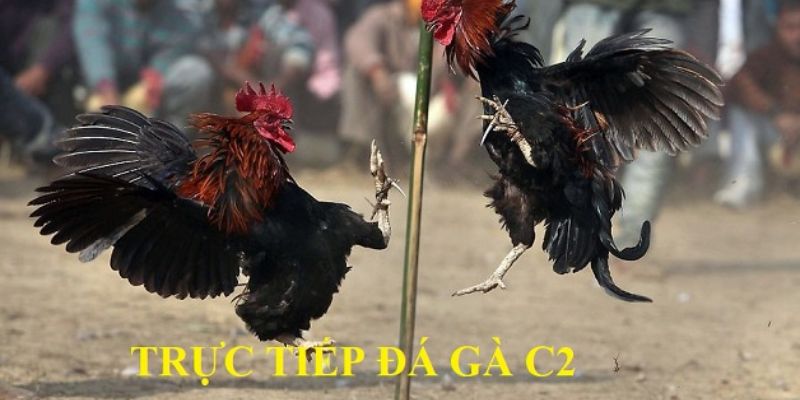 Trực tiếp đá gà C2